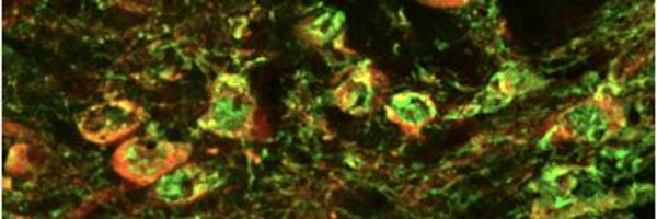 WaltonLabNeuro Profile Banner