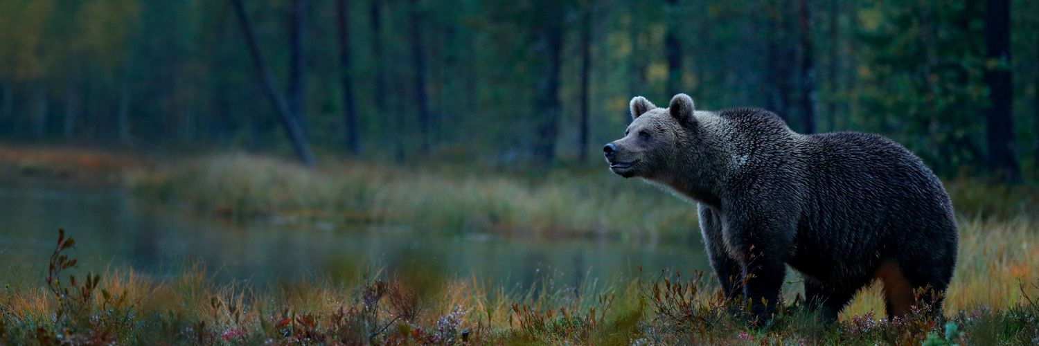 Bear Yield Finance banner