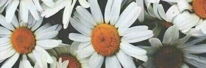 Aliideelsool's profile banner image