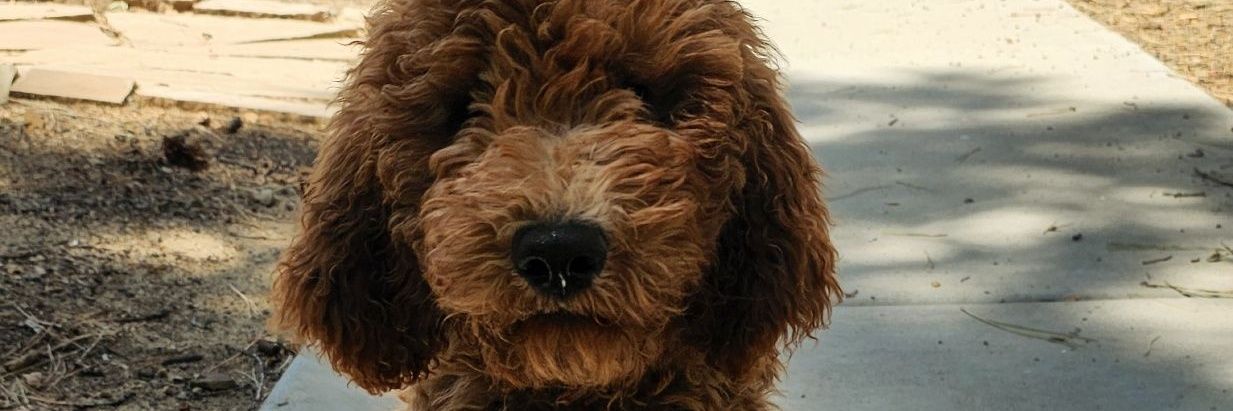 Helpfulsparrow banner