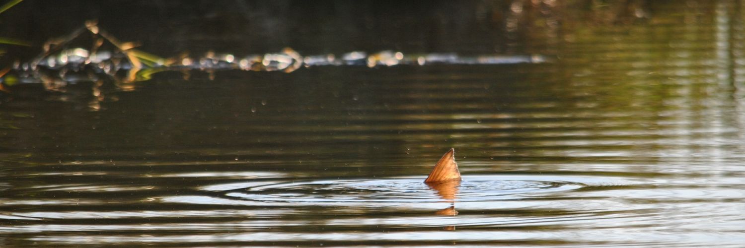 redfishassassin's profile banner image