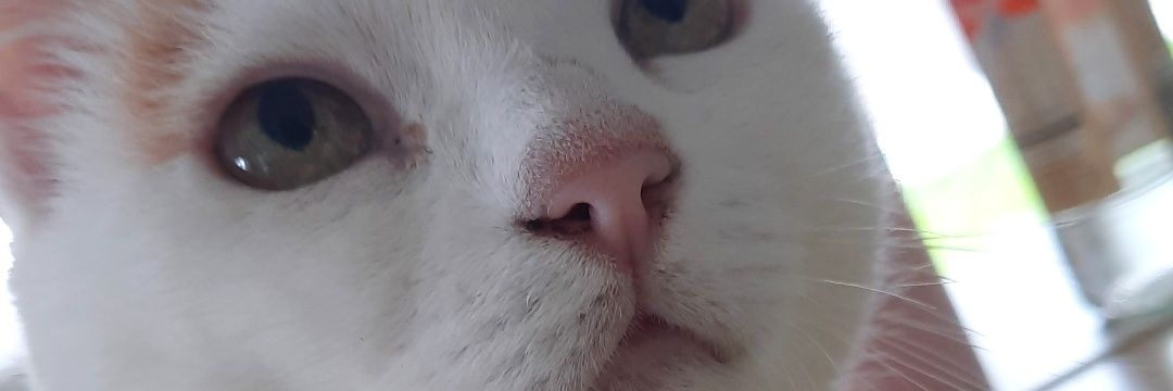 ANiuvo's profile banner image