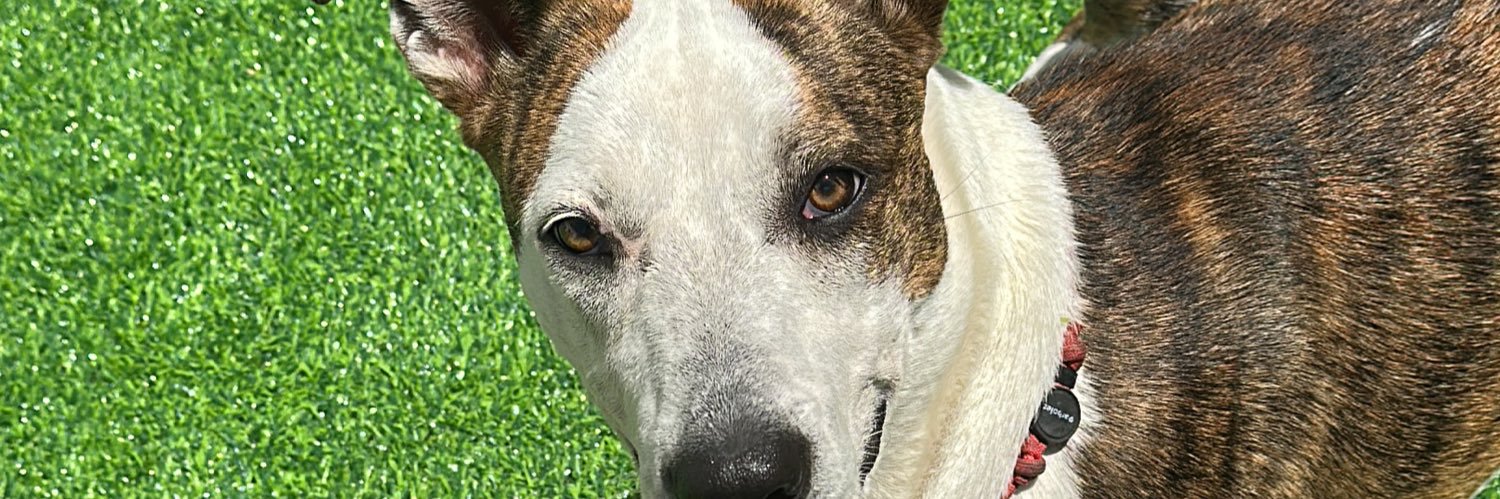 carolinefcostaa's profile banner image