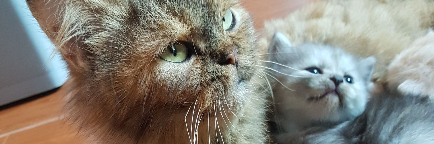 jamjalanny's profile banner image