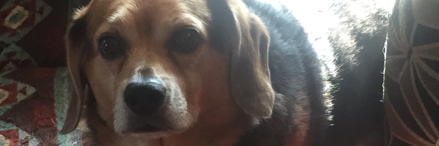jzhcats's profile banner image