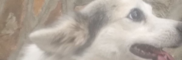 basilonyango10 Profile Banner