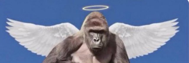 _Harambe69's profile banner image