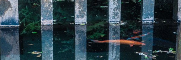 allback_kunkun Profile Banner