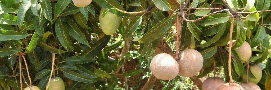 MANGOWALE's profile banner image