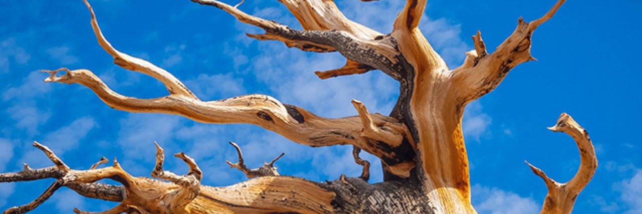 Methuselah Foundation banner