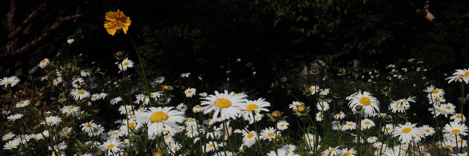 𝘽𝙍𝙄 🐺🦁 | OPEN RENT S23 ULTRA || IP 15 PRO MAX banner