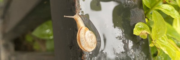 ProPandas_Luu Profile Banner