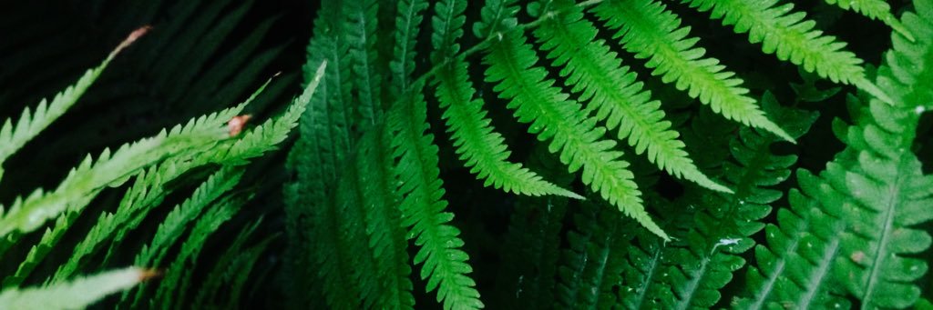 _polyandra's profile banner image