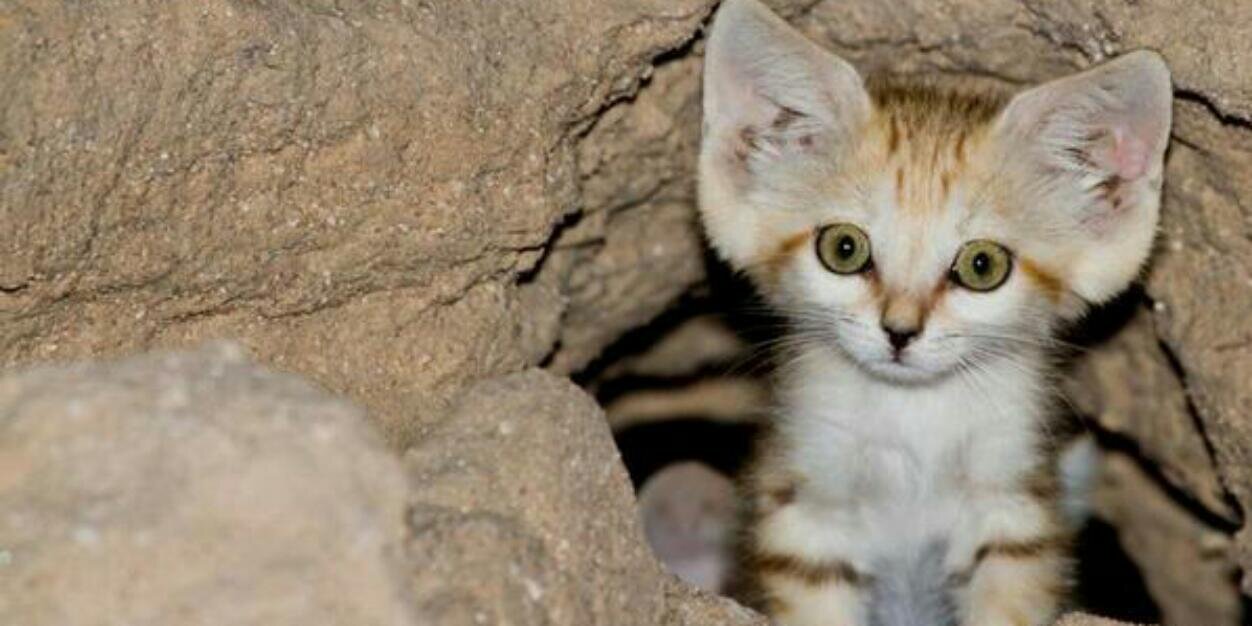 MalangCatLover's profile banner image