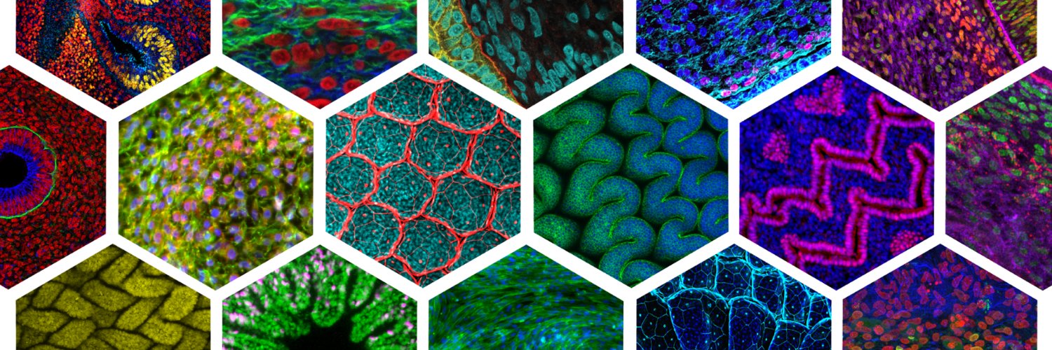 Shyer/Rodrigues Laboratory of Morphogenesis's banner