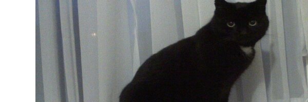 Housepanther Profile Banner