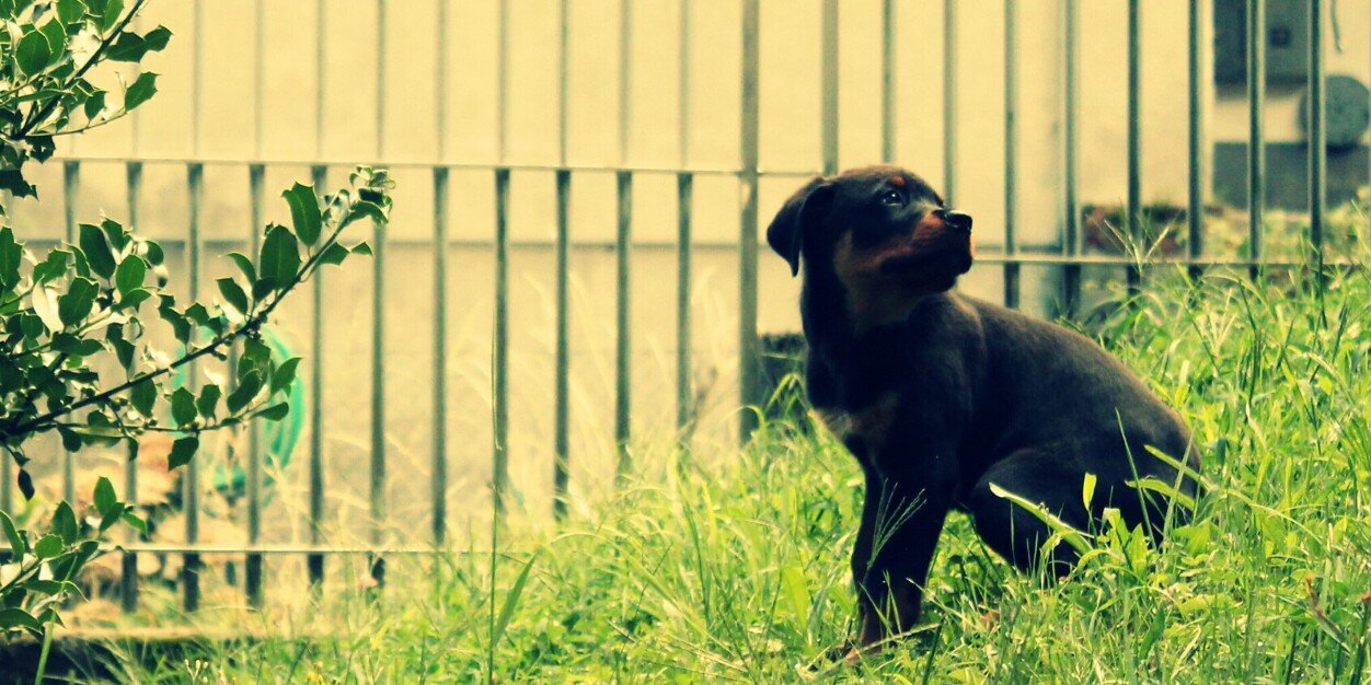 Sereno_Man's profile banner image