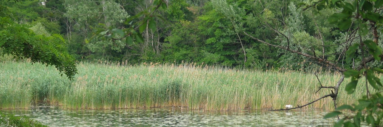 Wolfgang Kamptner - Lobaubleibt! banner