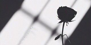 . banner