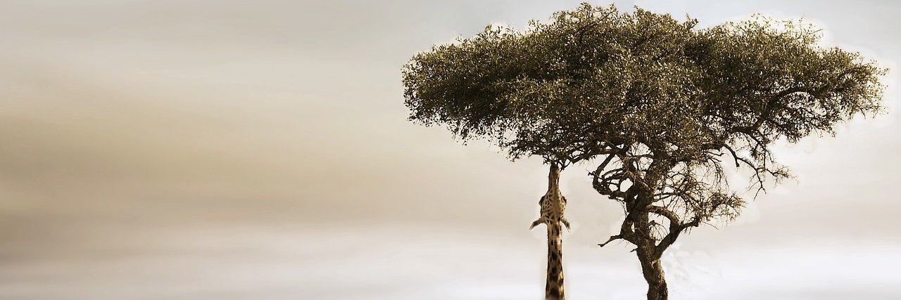 WgBax's profile banner image