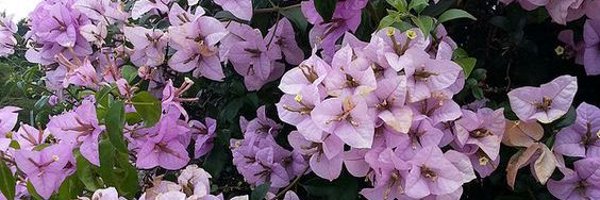 azukurama Profile Banner