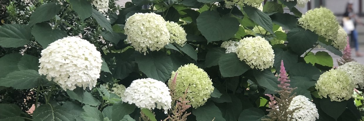 Dr. Cynthia B. Olivarez banner