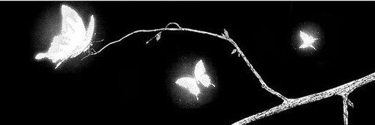 𝑨𝒖𝒃𝒆 banner