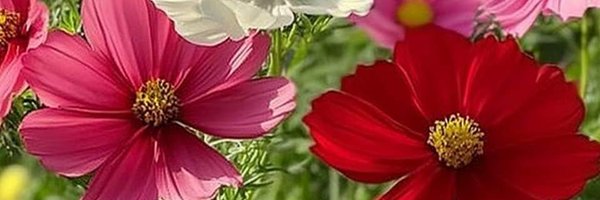 Pivoine2022 Profile Banner