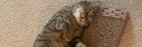 stevenkngo Profile Banner