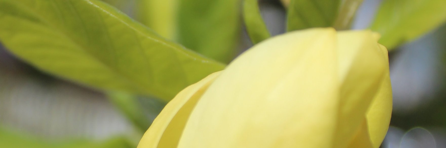 MichelleLKent's profile banner image