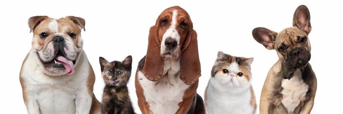 AnimalshowTV's profile banner image