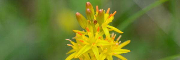 BotanyBrecknock Profile Banner