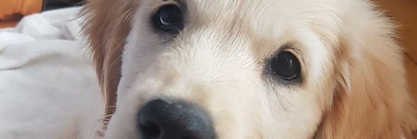 pabsomurchu Profile Banner