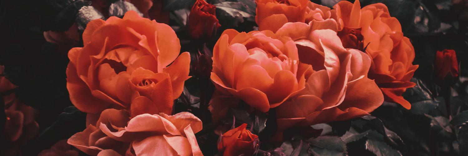 ChrisLitvinova's profile banner image