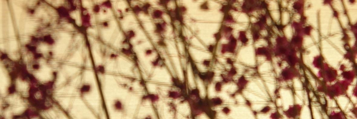 fla_neur's profile banner image