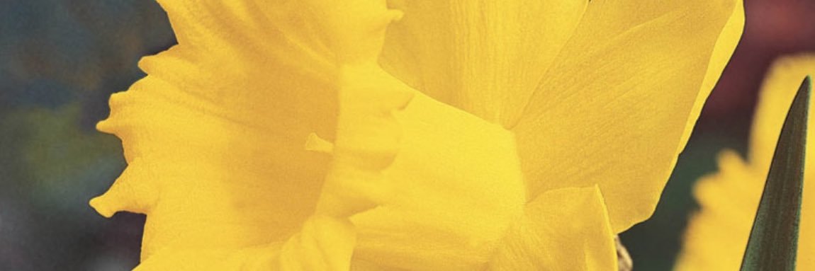 jeff_cote70's profile banner image