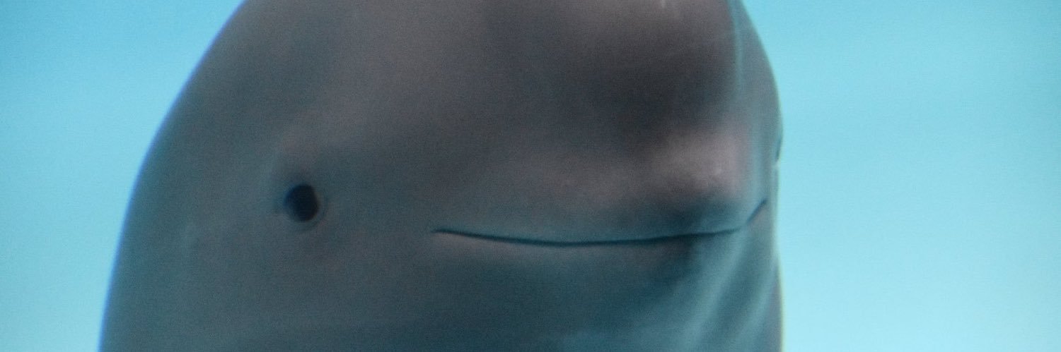 pinkpantheress edomexa banner