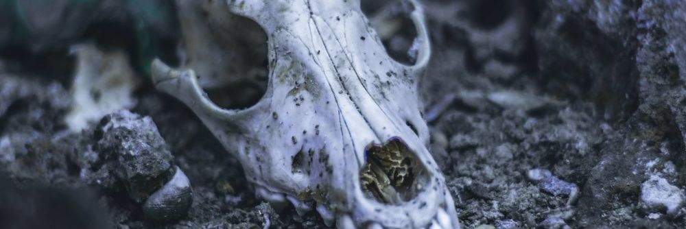 Reapersip's profile banner image
