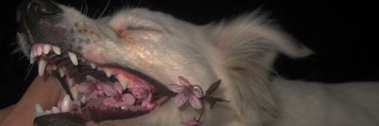 𝔰𝔀𝔞𝔭༒༄ banner