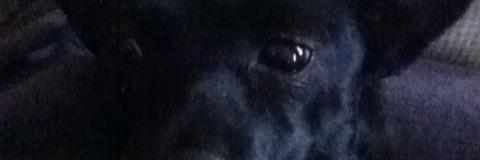 Emily Pennington banner