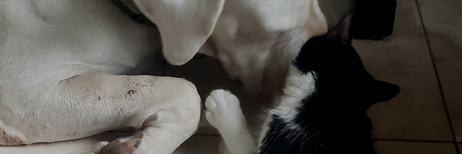 RebecaWallner's profile banner image