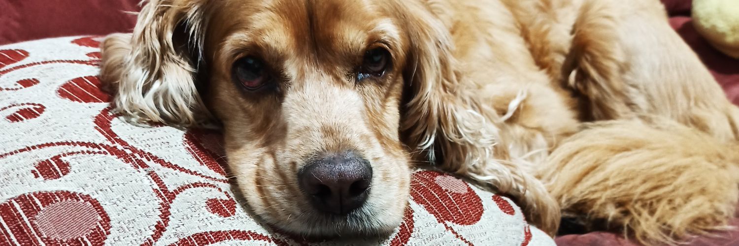 David Guevara Cortes banner