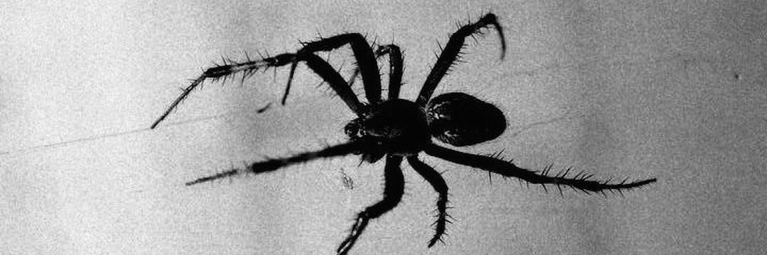 𝕵𝖊𝖘𝖚𝖘 🕸️ banner