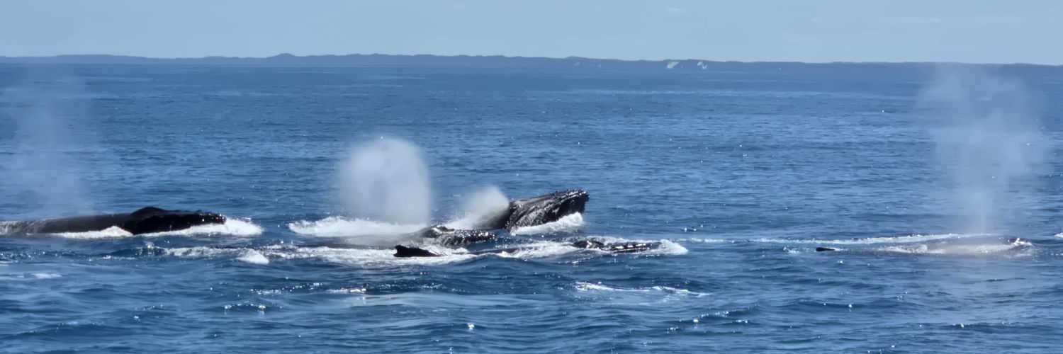 CryptoD0ct0r.ETH🥷🥼💉 banner