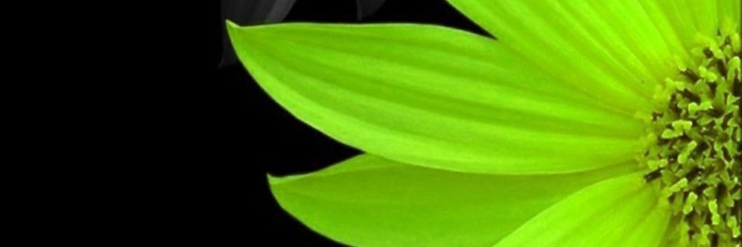 wendyo55's profile banner image