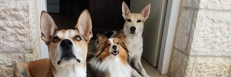 Chaftzulit's profile banner image
