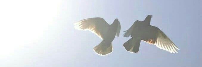 ☆°•《D I V I N E》•°☆ banner
