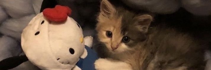 wiinterleah's profile banner image