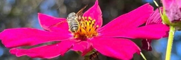 CountrywithT Profile Banner