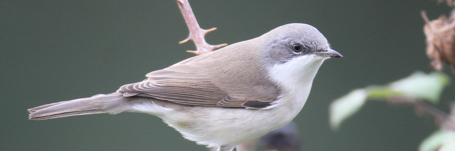 Richie Gannon banner